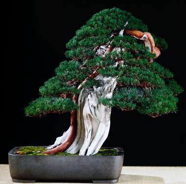 shari bonsai style