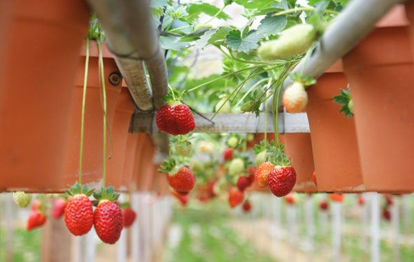 menanam strawberry di daerah panas