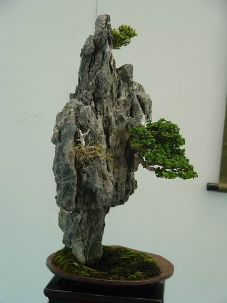 growing in a rock style bonsai