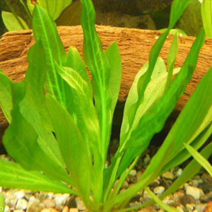 Echinodorus Horemanii (jenis tanaman aquascape)