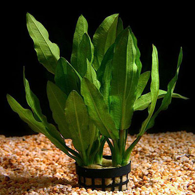 Echinodorus Martii (jenis tanaman aquascape)