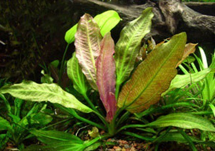 jenis tanaman aquascape Echinodorus Oriental