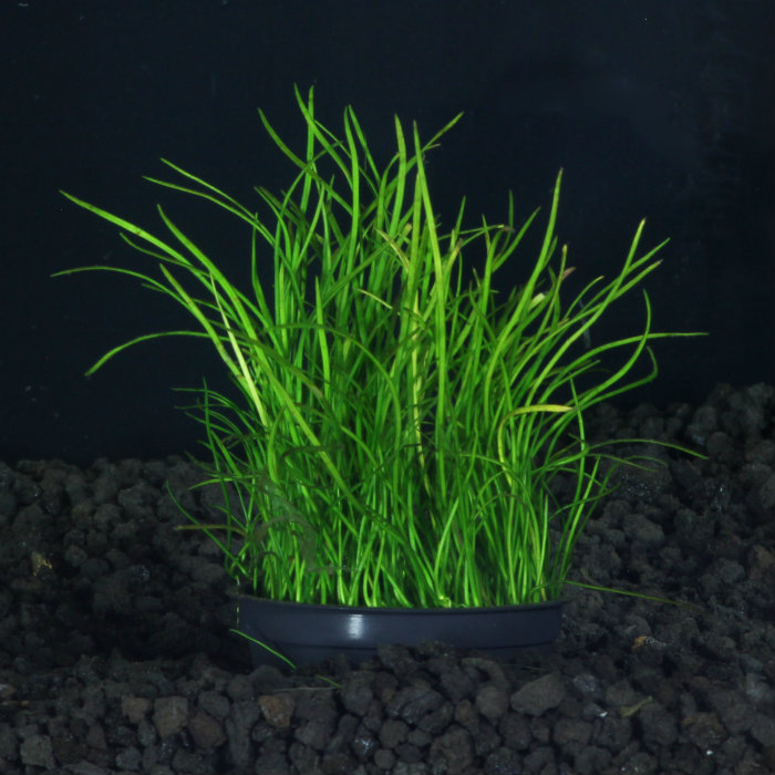 Jenis tanaman aquascape Lilaeopsis