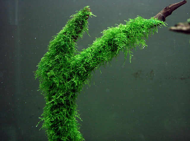Jenis tanaman aquascape Singapore Moss