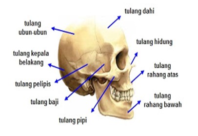 anatomi kepala manusia dan bagian bagiannya