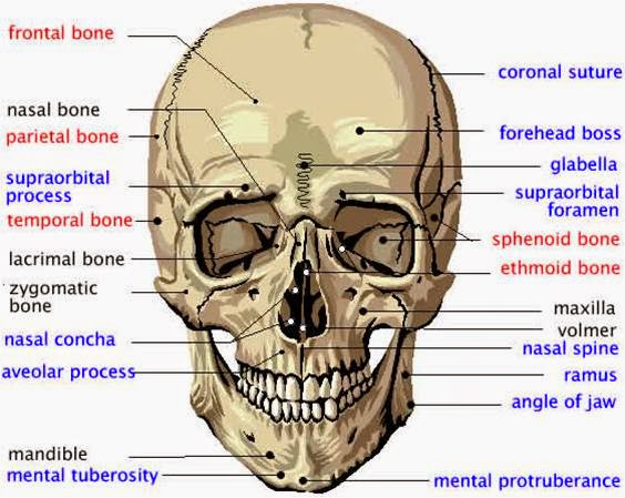 anatomi kepala