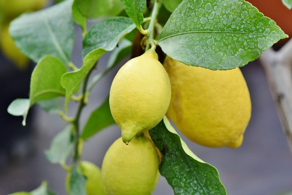 gambar buah lemon segar