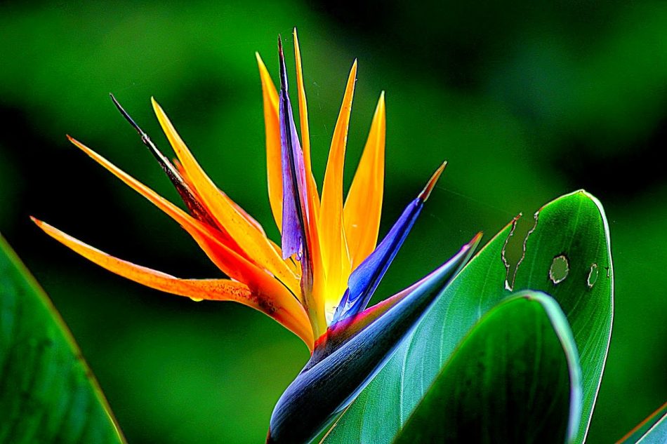 bunga bird of paradise