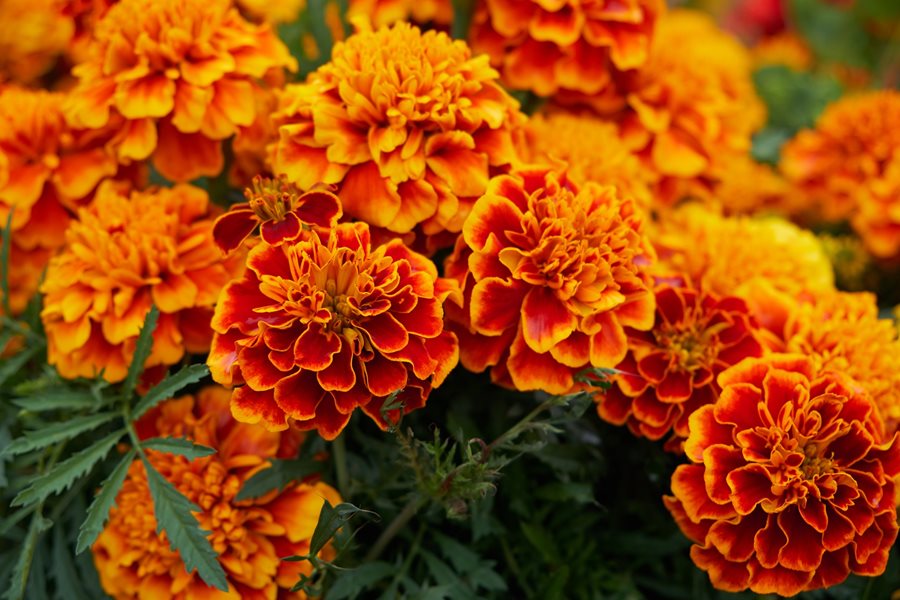 gambar bunga marigold