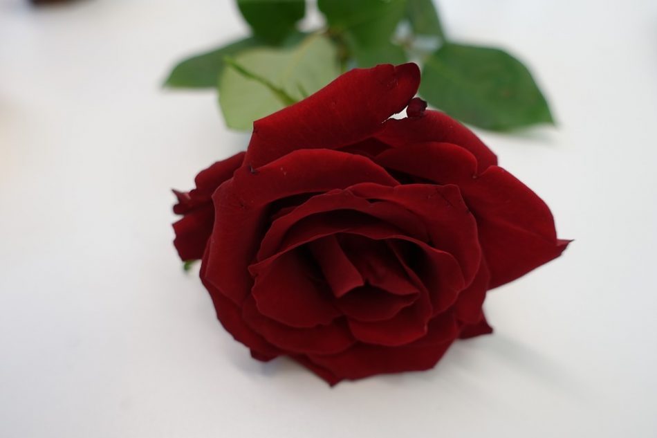 gambar bunga mawar merah darah