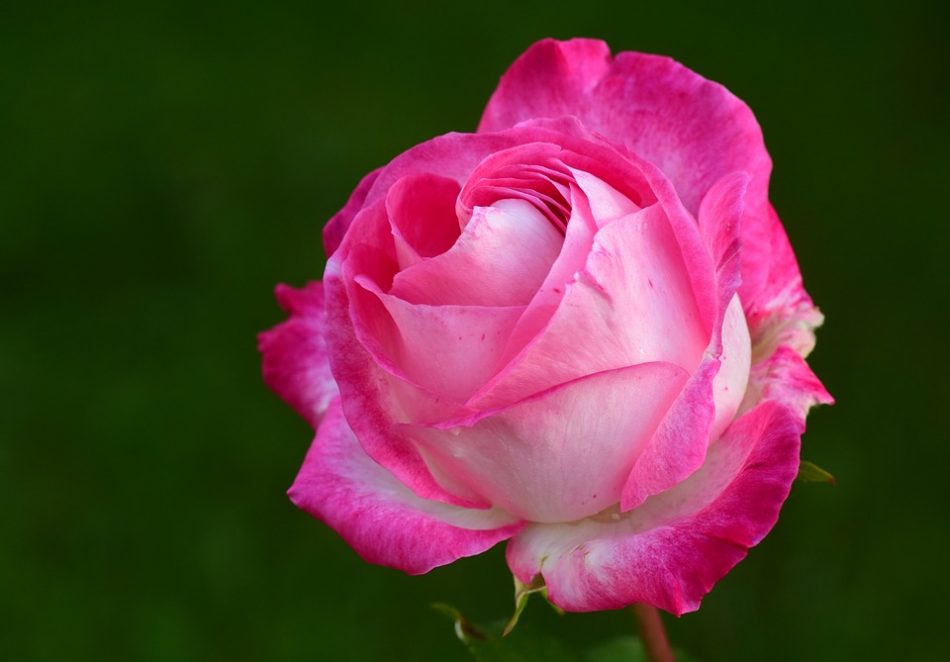 gambar bunga mawar pink putih