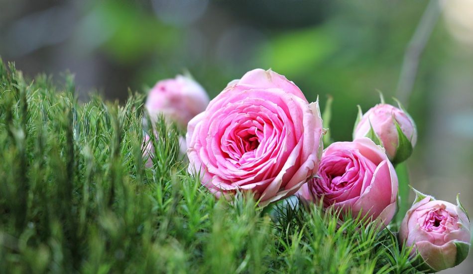 bunga mawar pink