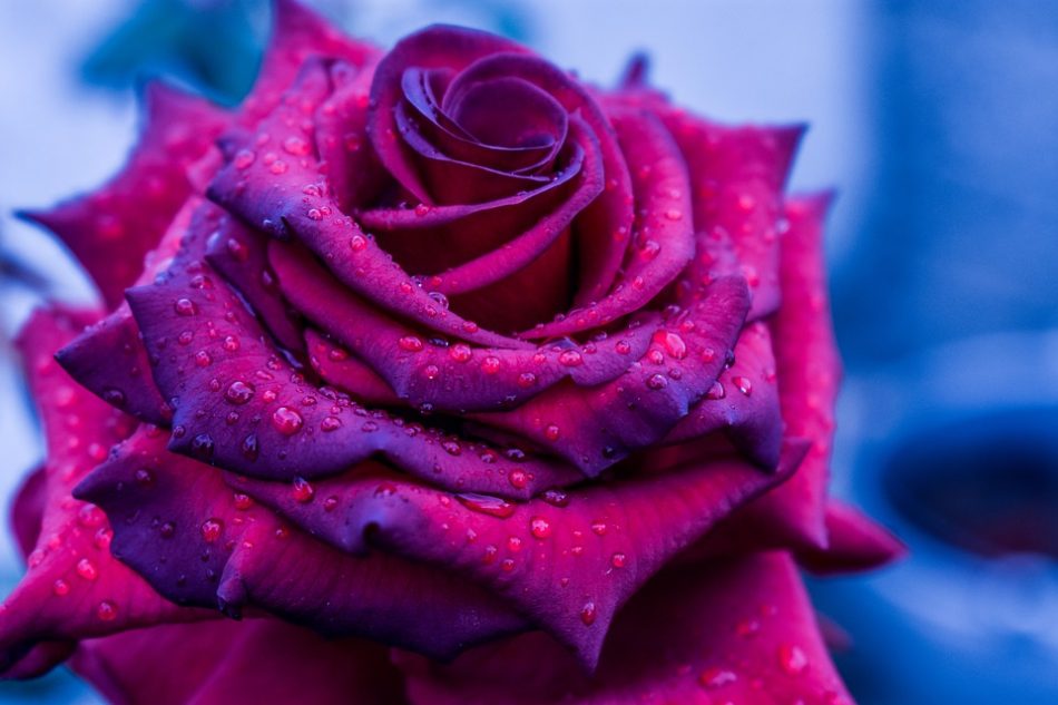 gambar bunga mawar yang paling indah