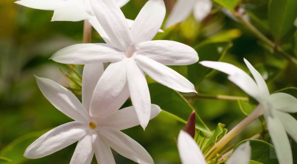 bunga jasmine