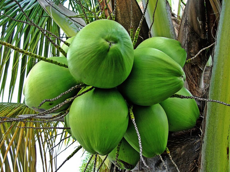 foto buah kelapa