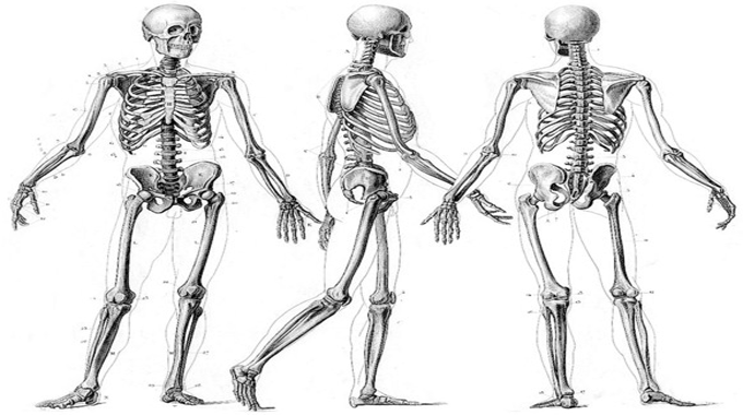 fungsi anatomin tulang