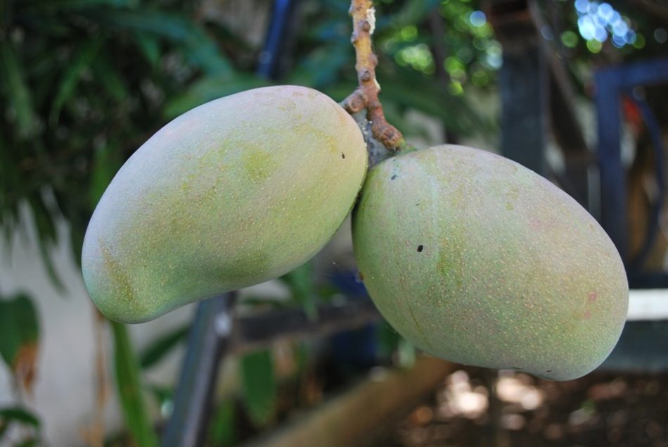 foto buah mangga