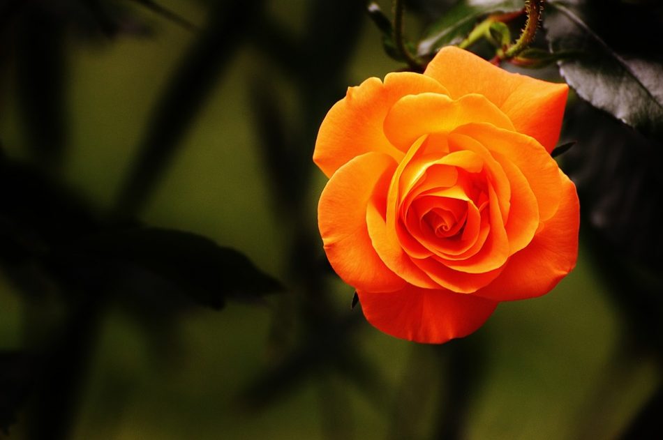 bunga mawar orange