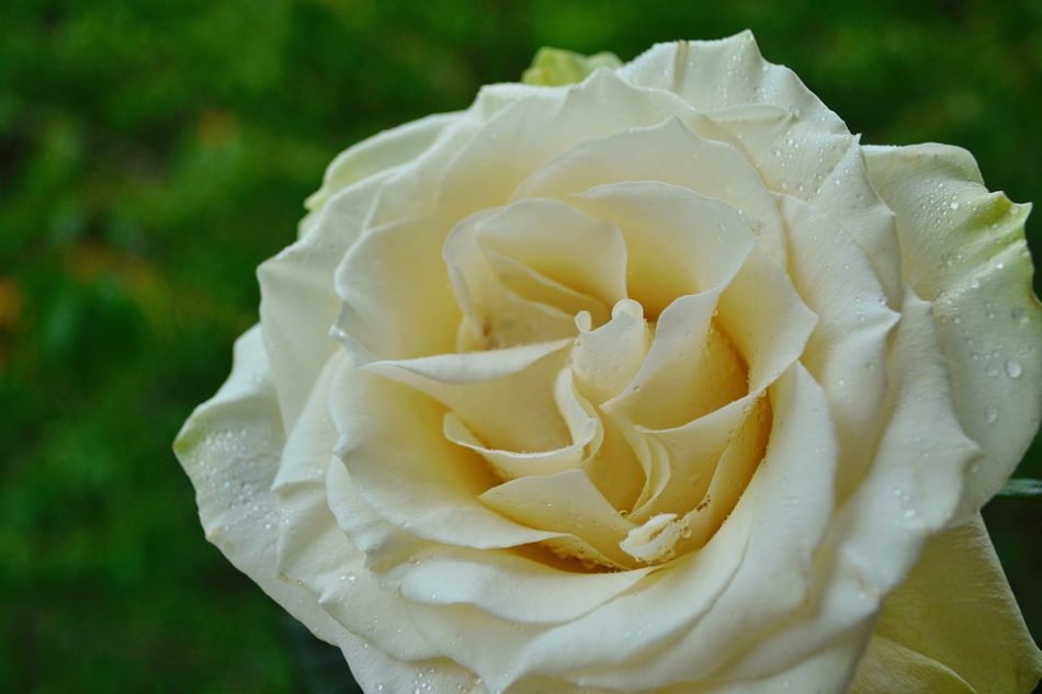 gambarbunga mawar putih