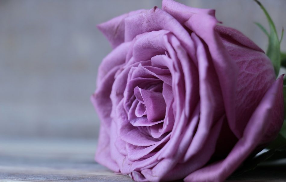gambar bunga mawar ungu