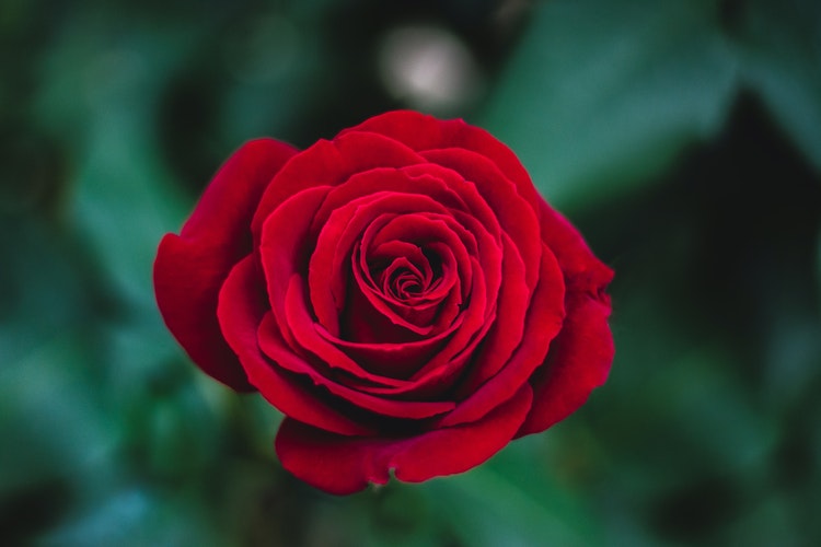 bunga mawar merah yang sangat cantik