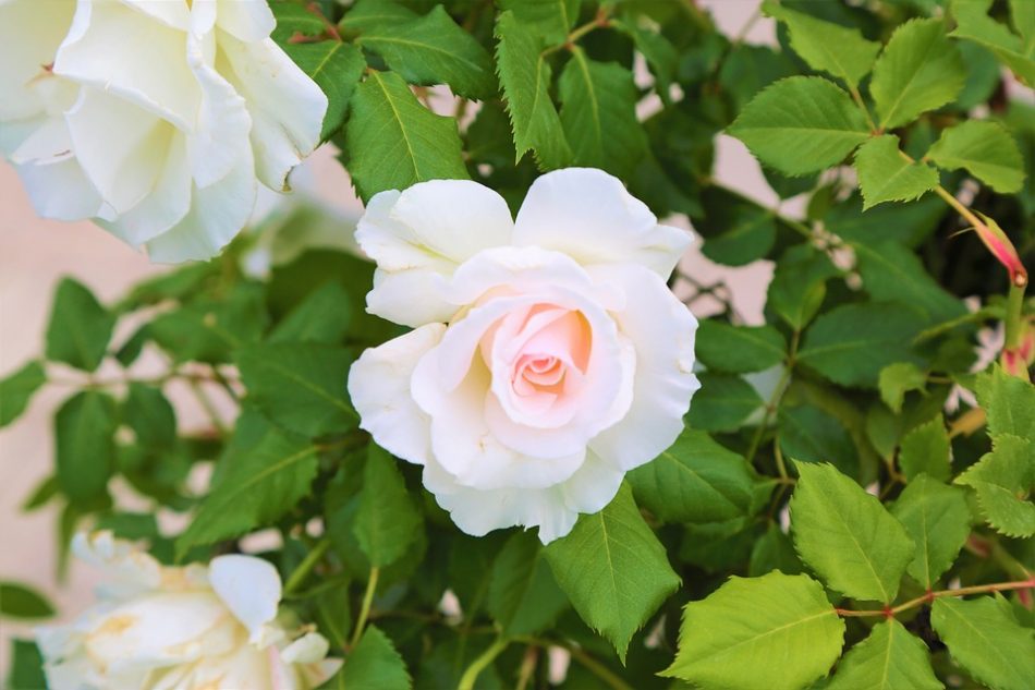 gambar mawar putih