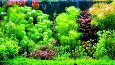 jenis tanaman aquascape