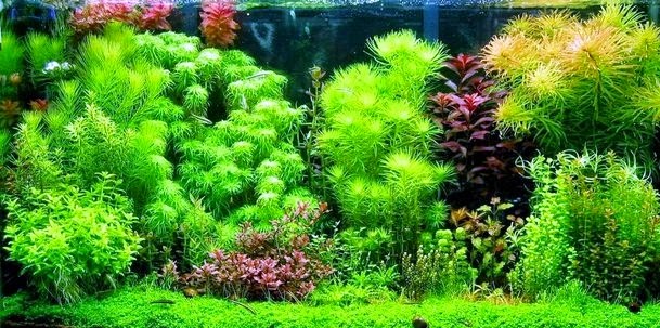 jenis tanaman aquascape