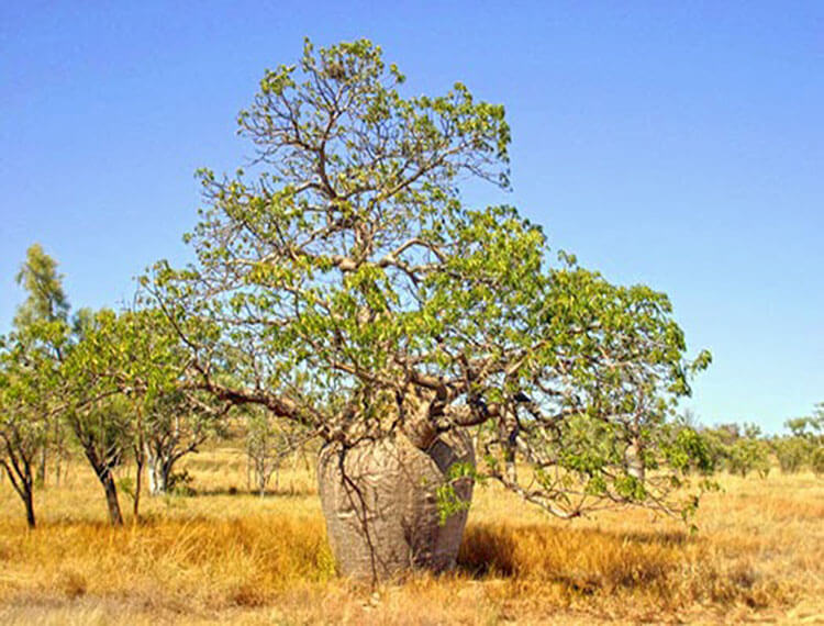 pohon kokka
