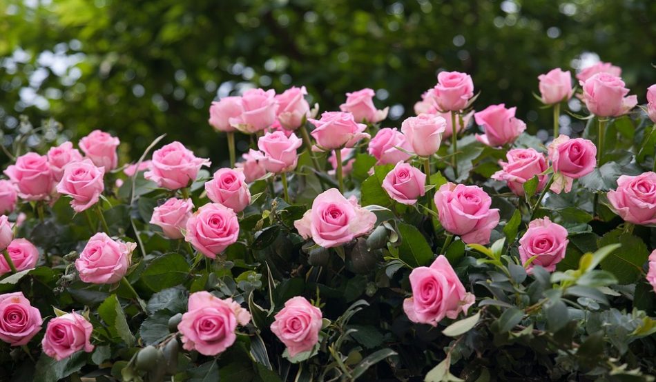 kebun bunga mawar pink
