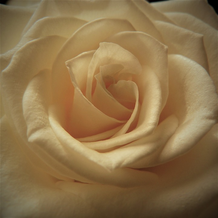 bunga mawar cream