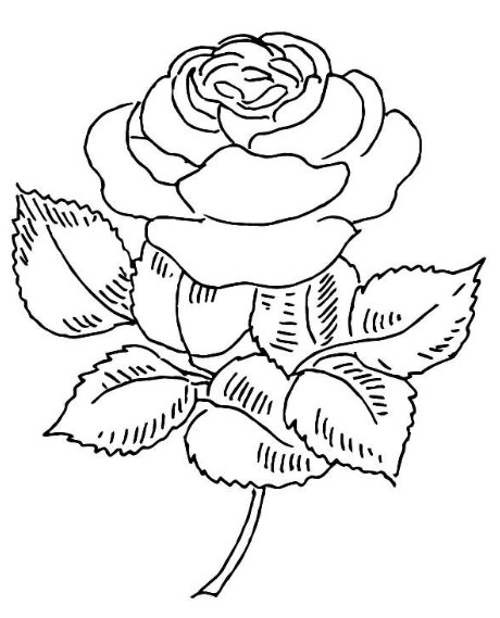 sketsa bunga mawar