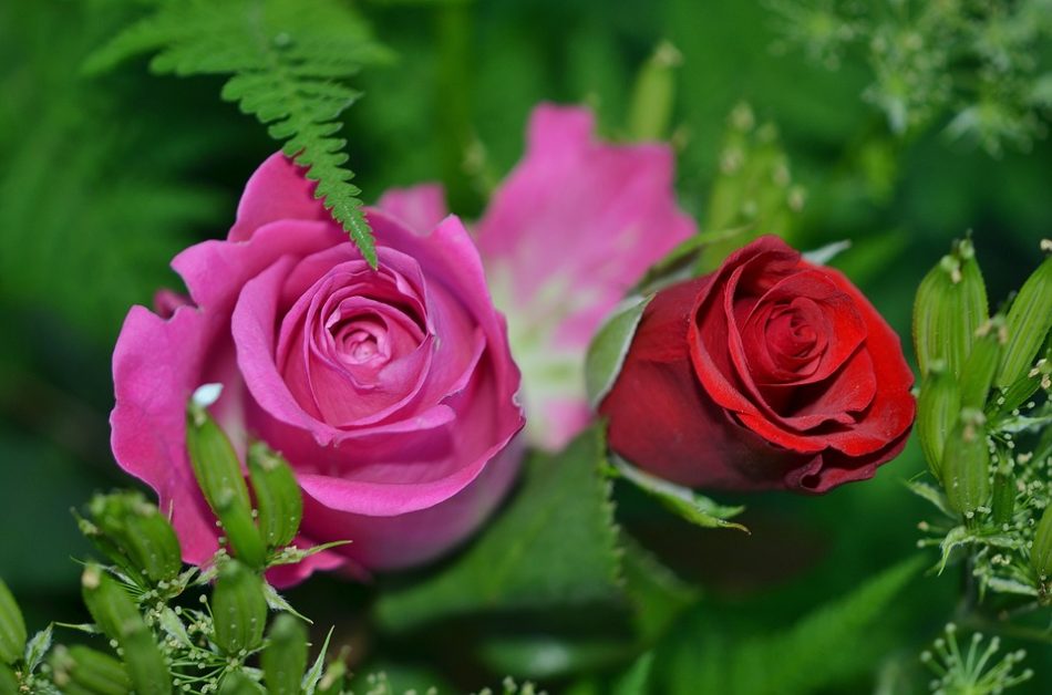 bunga mawar pink merah