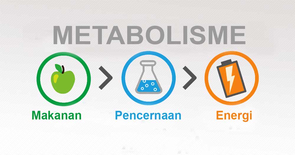 ciri makhluk hidup (metabolisme)