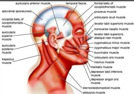 otot kepala (anatomi)