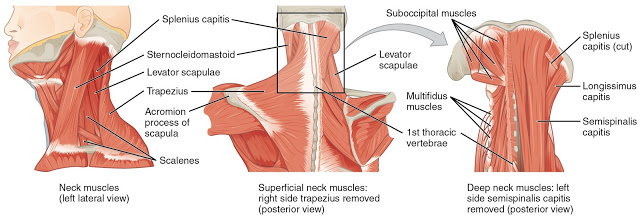 otot leher (anatomi kepala)