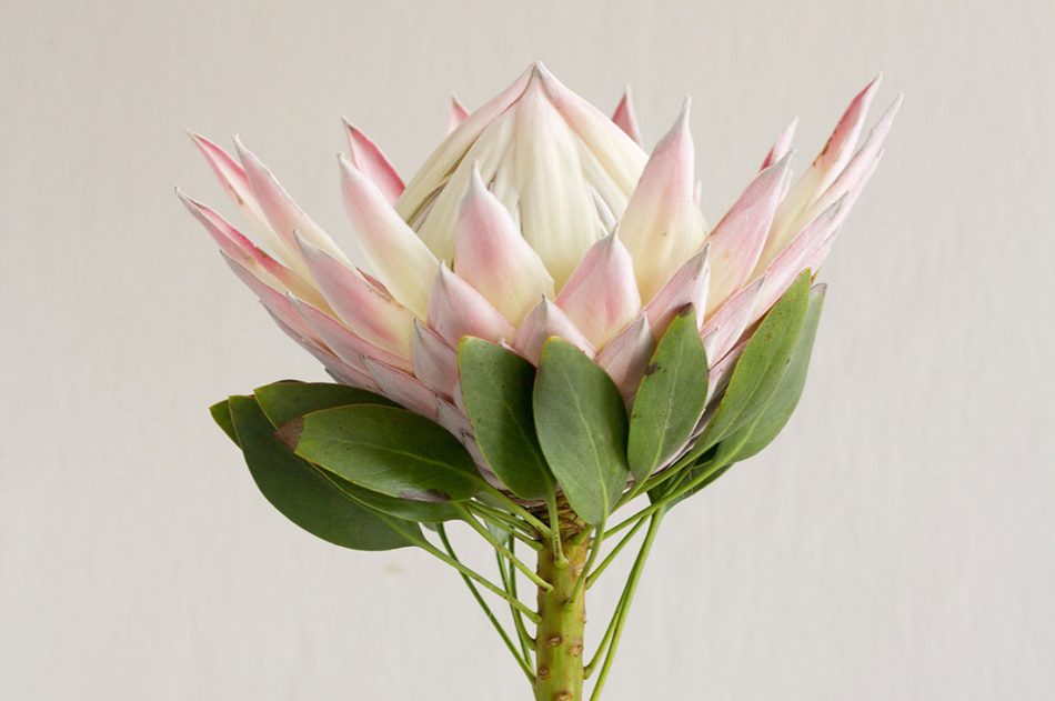 bunga protea