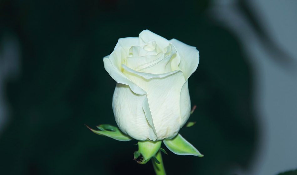 setangkai mawar putih