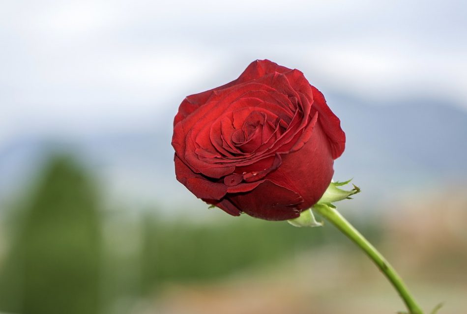 setangkai bunga mawar merah
