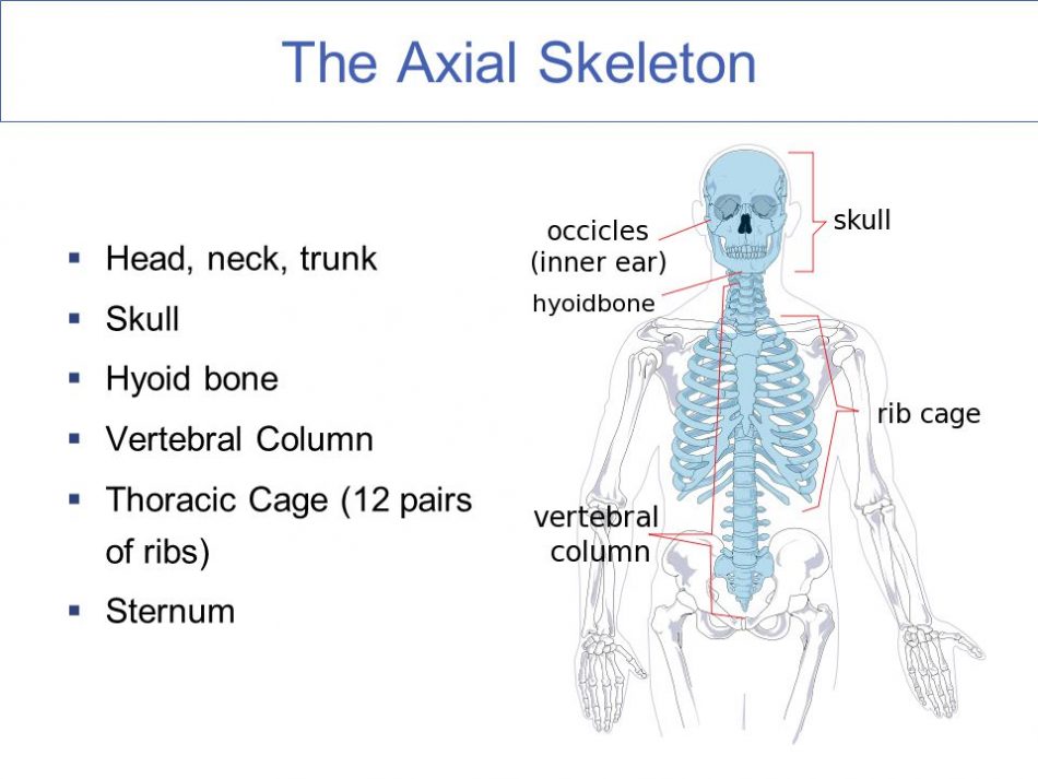 tulang aksial (anatomi)