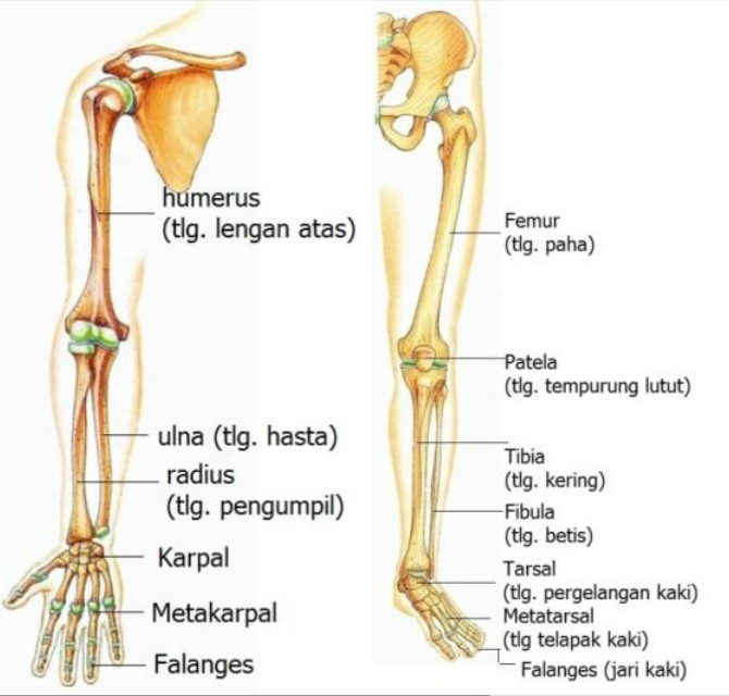 tulang apendikular (anatomi)