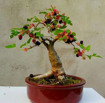 murberry bonsai