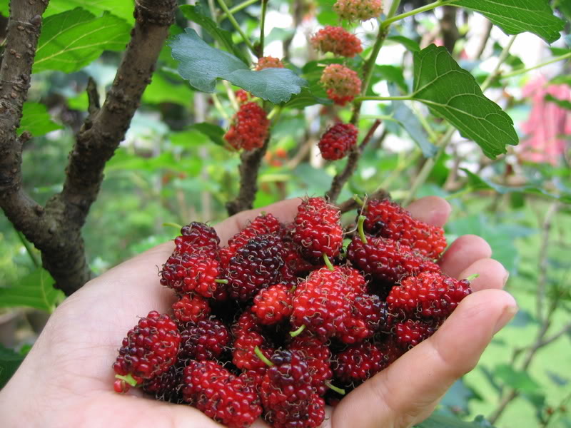 buah murberry