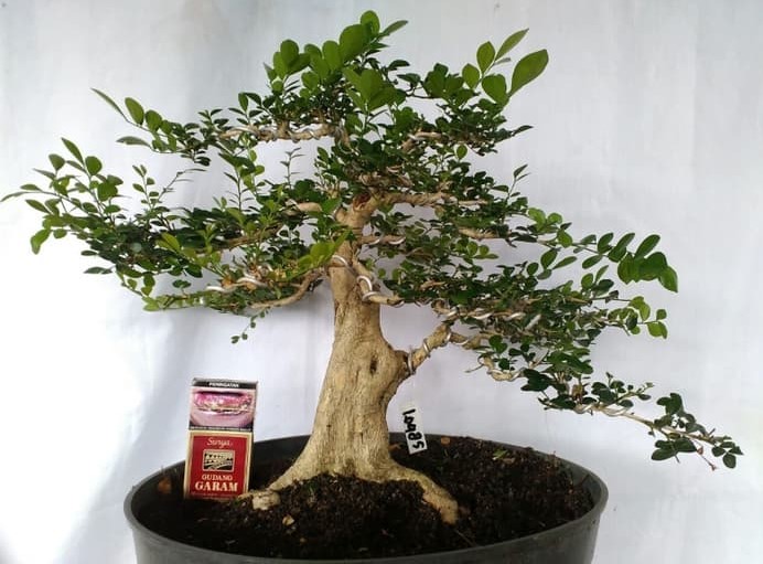 bonsai kemuning jawa