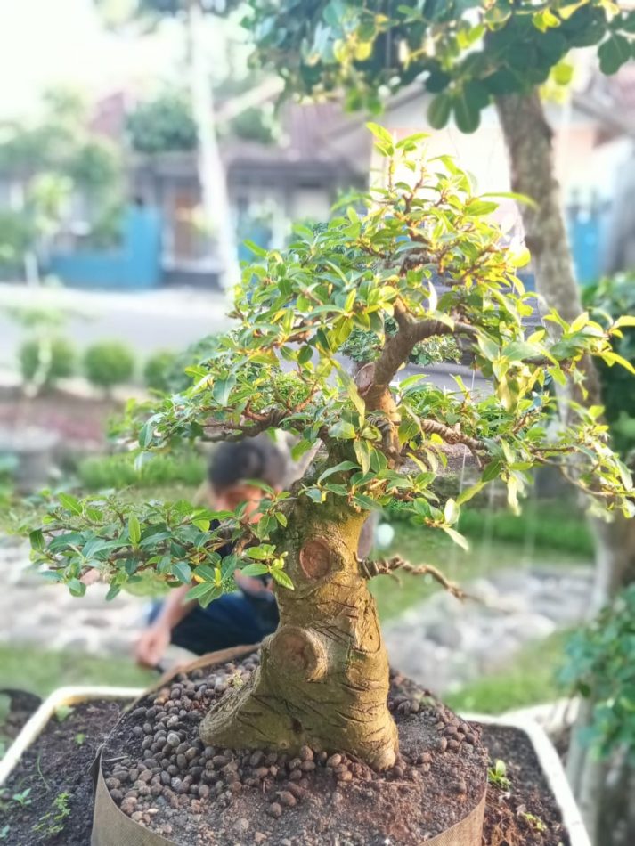 harga bonsai loa
