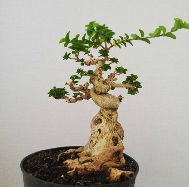 bonsai sancang terbaik