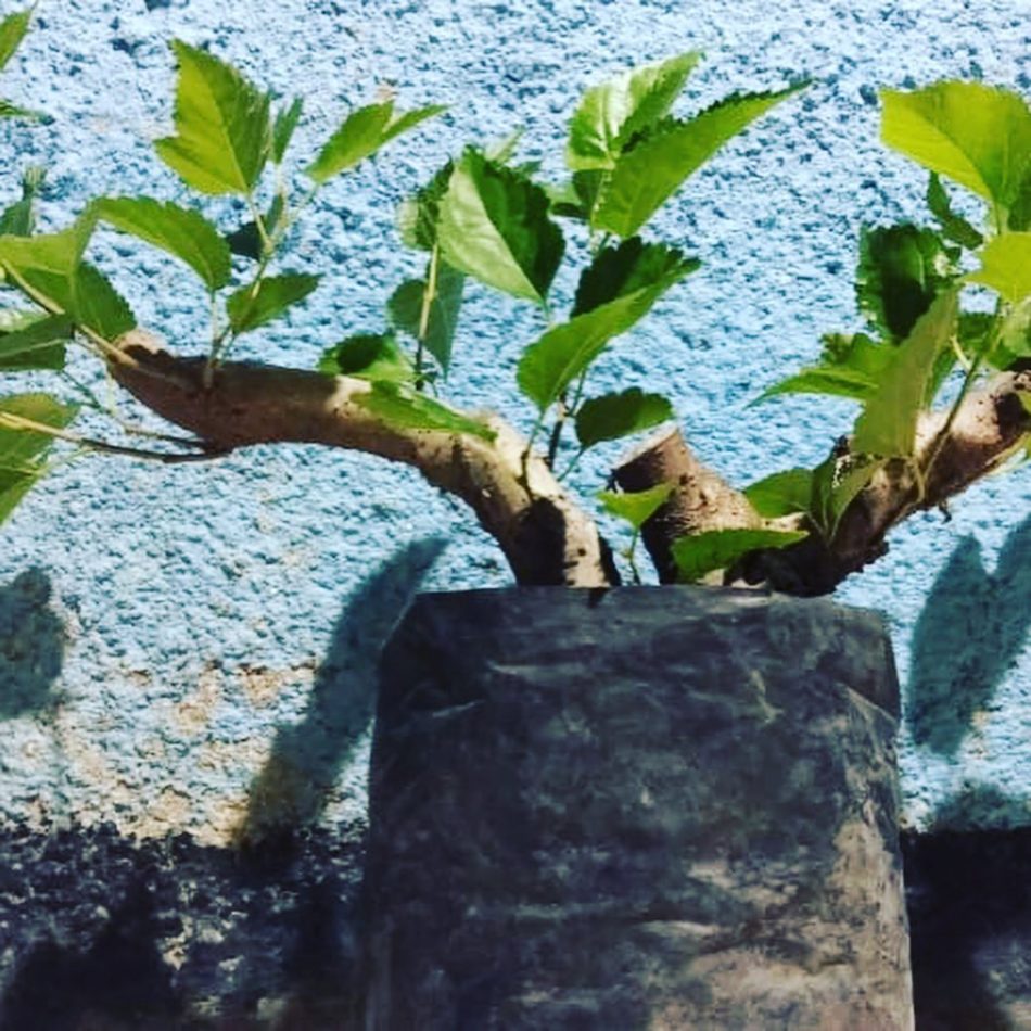 cara menanam bonsai di polybag
