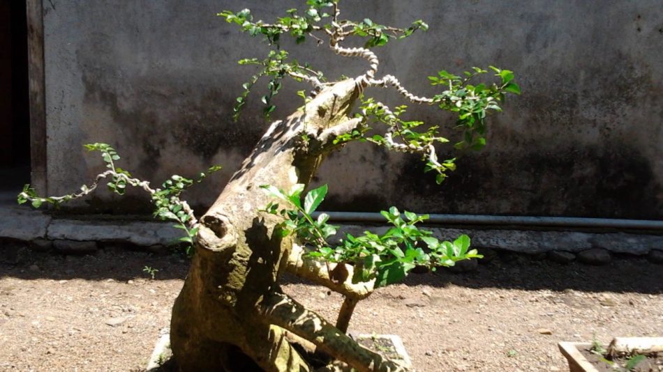 bonsai loa unik