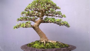 bonsai loa