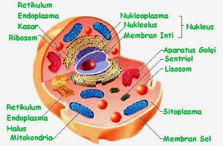 organel sel hewan